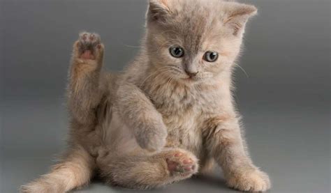 Cat Bites: A Hidden Danger – Vet Organics