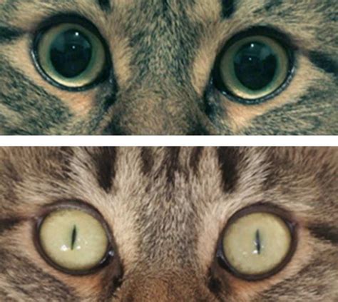 Is It Normal For Cats Eyes To Change Colors at Keri Darnell blog