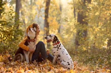 Dalmatian Husky Mix: Meet The Dalusky