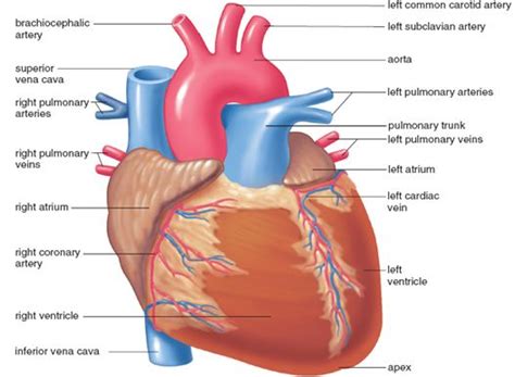 difference  artery  vein heart parts  functions