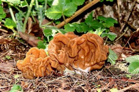 Строчок гигантский (Gyromitra gigas) Shrooms, Onion Rings, Ethnic ...