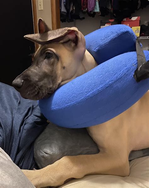Gabapentin overdose : r/greatdanes