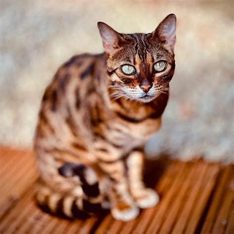 tritrichomonas foetus in cats