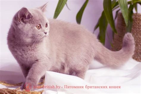 Окрасы британских кошек: фото, стандарты. Виды окрасов британцев ...