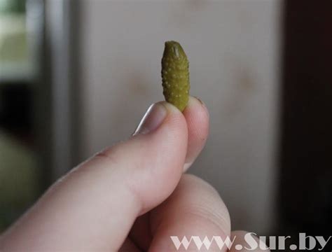 Самые маленькие огурцы | Гражданская журналистика