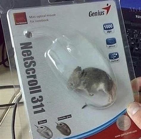 Mouse. : r/awfuleverything