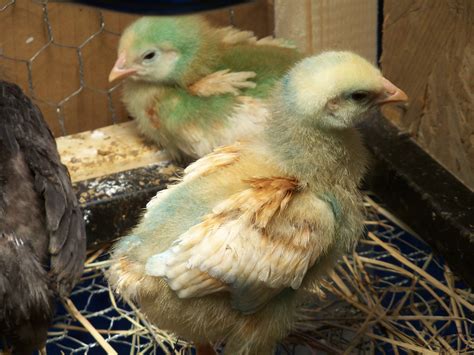 golden sex-links. Which ones are females? | BackYard Chickens - Learn