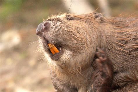 40 Beaver Facts To Prove They're A Blessing To Nature - Facts.net