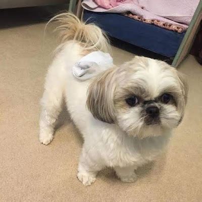 Tosa bebê shih tzu