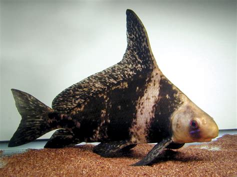 Sharks Live In Salt Or Freshwater 11