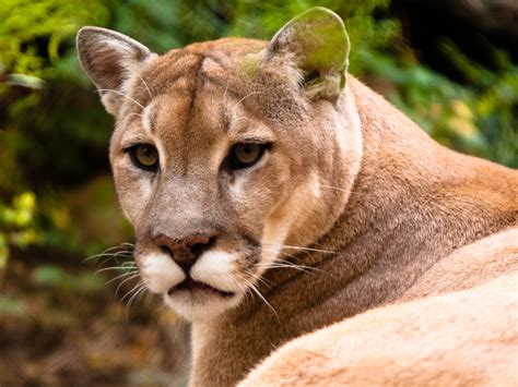 File:Cougar.jpg - Wikimedia Commons
