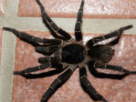 Arañas | Biodiversidad de Puerto Rico