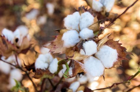 cotton fields  stock photo public domain pictures