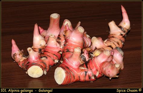 Greater Galangal - Alpinia galanga - Spice Chasm - New & Old World Spices