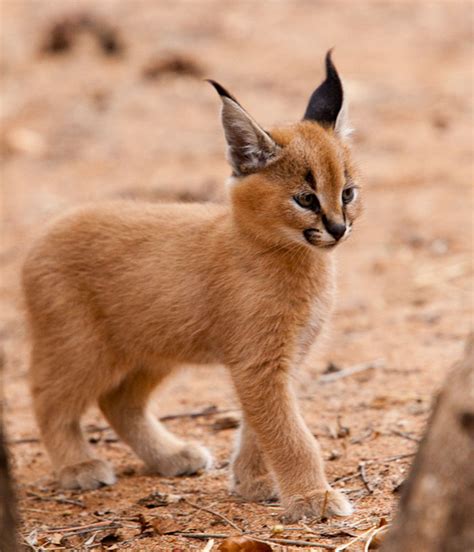 Baby Caracal Safari Animals Clipart Savanna Cats PNG Art | lupon.gov.ph