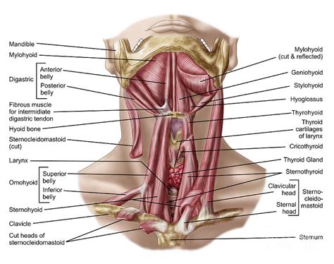 Anatomy Of Human Hyoid Bone Digital Art by Stocktrek Images - Pixels