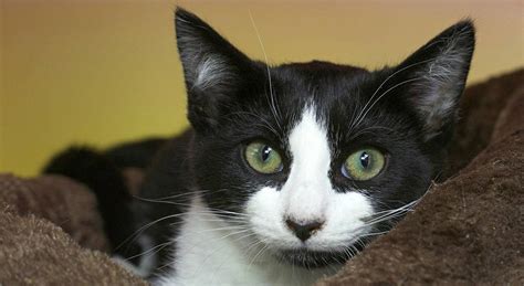 Tuxedo Cats Wallpapers - Wallpaper Cave