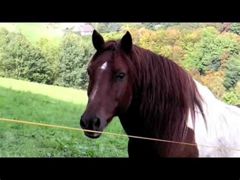 Horse Wink - YouTube