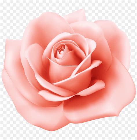 PNG Image Of Rose Transparent With A Clear Background - Image ID 44330 ...