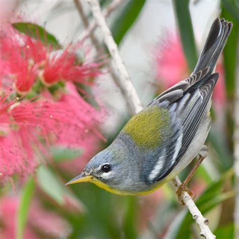 CSU researchers awarded $1.5 million from NSF to tackle perplexing