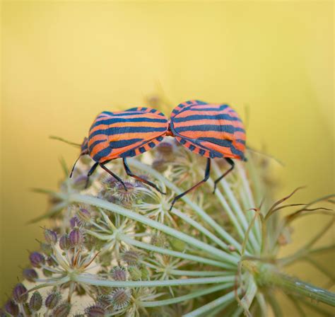 Julia Ann Photos, Download The BEST Free Julia Ann Stock Photos & HD Images