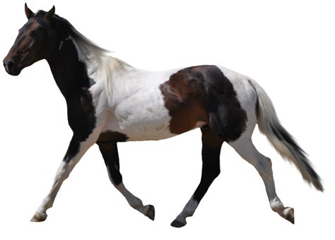 Конь PNG фото, лошадь PNG