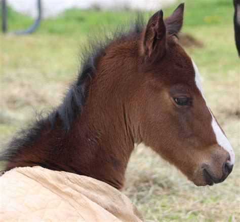 signs   healthy foal