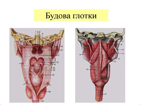 Приклади хвороби органів ШКТ - презентация онлайн
