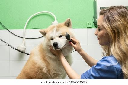 Vet Examining Dogs Eyes Ophthalmoscope Stock Photo 1969910962 ...