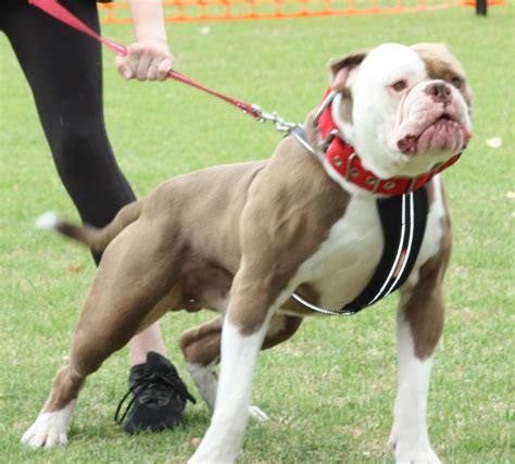 The True American Bulldog Original Club of Australia