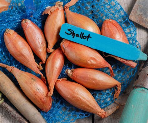 How to grow shallots – advice for growing from sets or…
