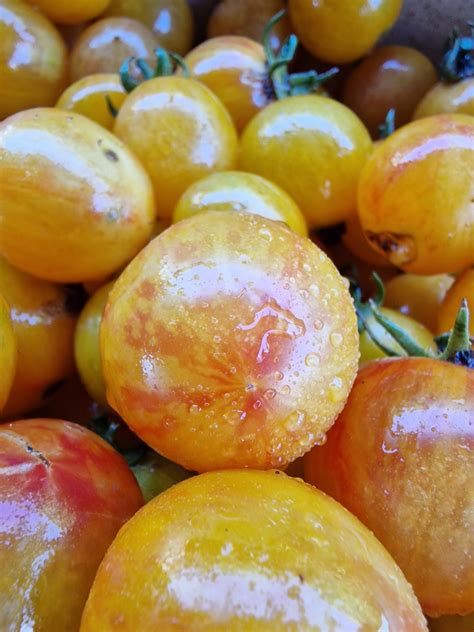 Artisan Golden Bumblebee Tomato Seeds Chilli Seeds For Sale - Artisan