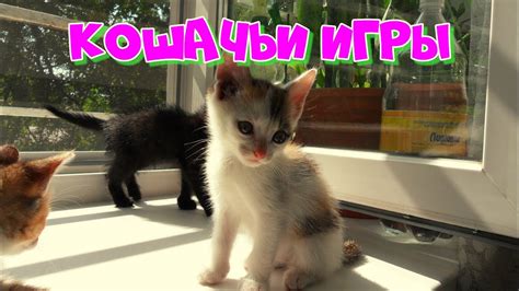 Кошачьи игры - YouTube