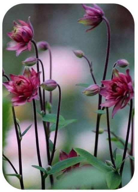 цветы | Flower garden, Plants, Beautiful flowers