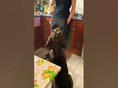 Один пассивный курильщик 💨😅#shorts #подпишись #дратхаар #лайк - YouTube