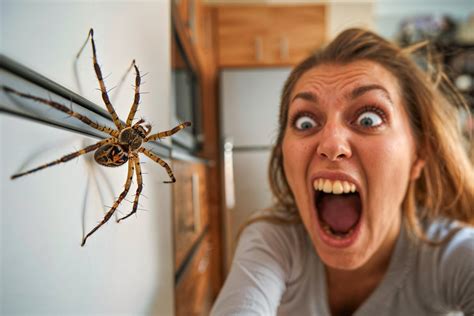Spider Control for Apartments and Condos | My Pest Pros