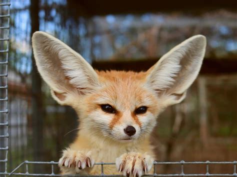 desert fox species