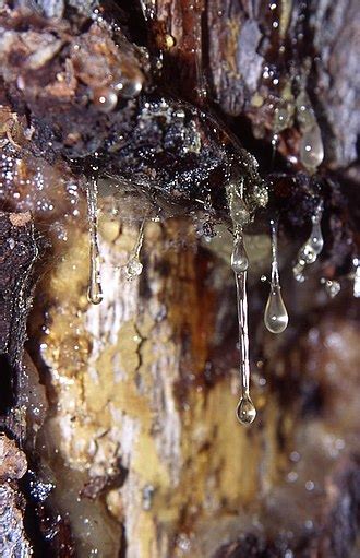 Resin - Wikipedia