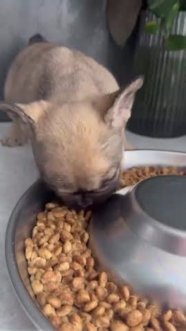 🐕🐈 В якому віці можна переводити пухнастика на дорослий корм? - YouTube