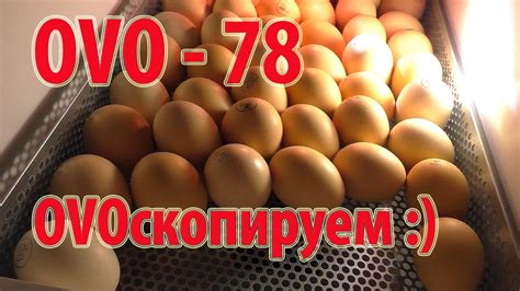 ОВО - 78 первое овоскопирование - YouTube