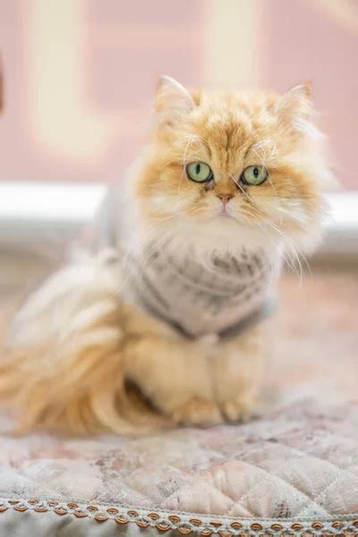 ⬇ Скачать картинки Кот в пиджаке, стоковые фото Кот в пиджаке в хорошем ...