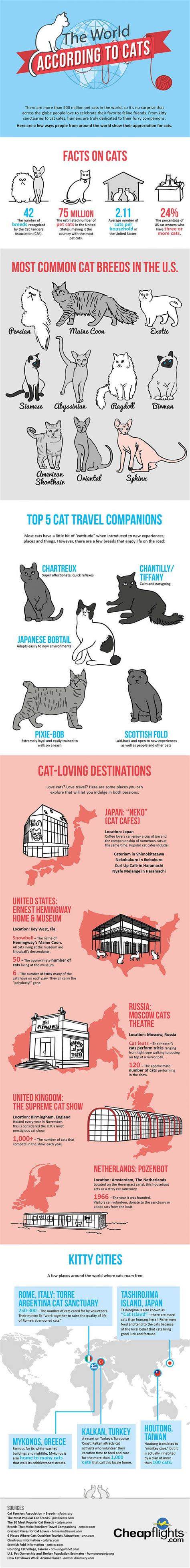 The World According to Cats {Infographic} - Best Infographics