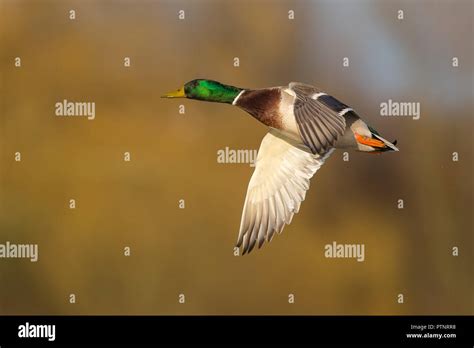 Mallard flying uk evening hi-res stock photography and images - Alamy