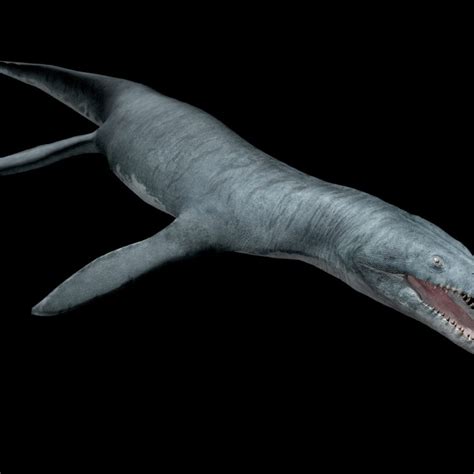 Prehistoric Sea Animals