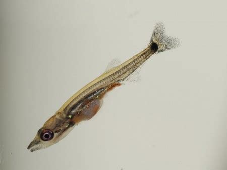 Acestrorhynchus altus — Seriously Fish