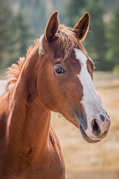 horse head  stocksy contributor aj schokora stocksy