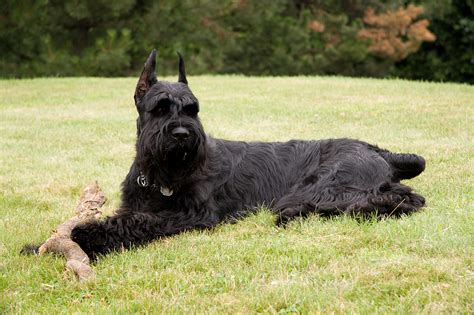 Schnauzer, Giant Breed Guide - Learn about the Schnauzer, Giant.