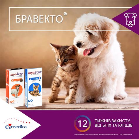 Бравекто швидко вбиває бліх та кліщів - Симедіка.УА