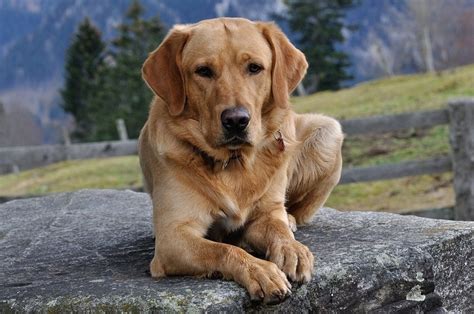 How Big Do Labradors Get? With Growth & Weight Chart | Hepper