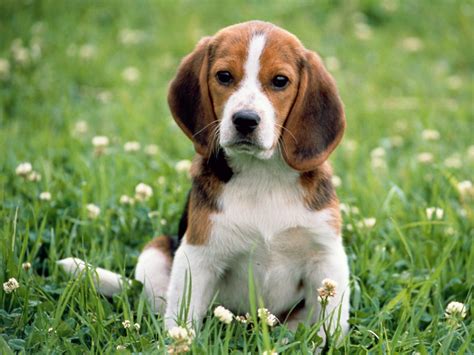Beagle Breed Guide - Learn about the Beagle.
